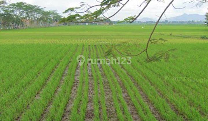 Bisa Dibangun Pabrik, Gudang Tanah Sawah Gondang Tulungagung 3