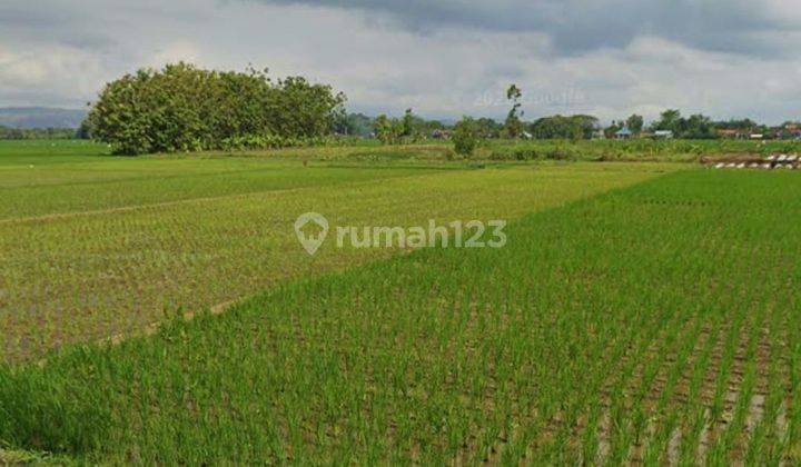 Bisa Dibangun Pabrik, Gudang Tanah Sawah Gondang Tulungagung 2