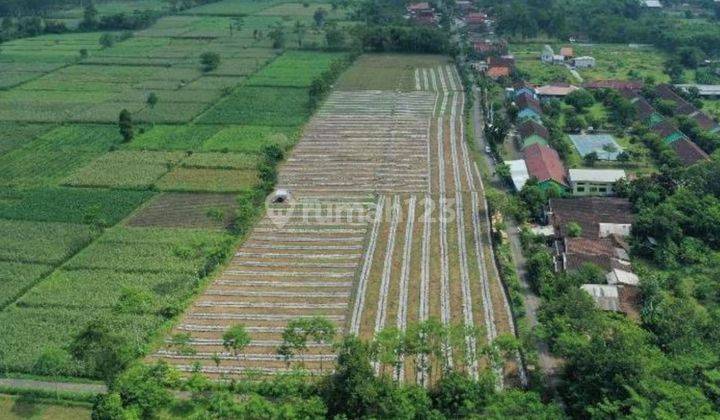 Dekat Jalan Raya Lahan Tanah Pertanian Aktif 2,4ha Tempeh Lor Lumajang 1