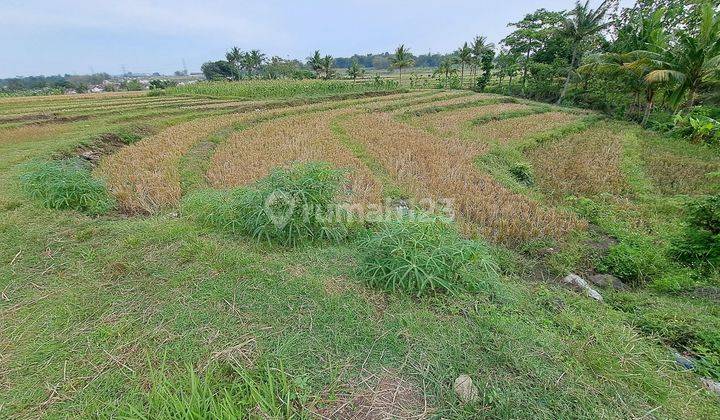 DI JUAL SAWAH BEAKANG SD TOSARI KEC. PRINGAPUS KAB. SEMARANG  1