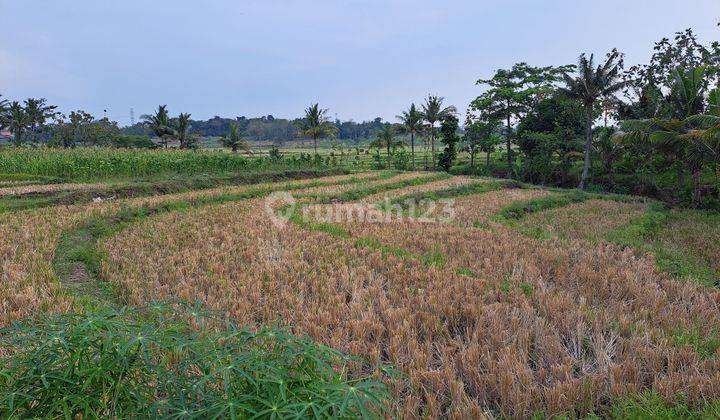 DI JUAL SAWAH BEAKANG SD TOSARI KEC. PRINGAPUS KAB. SEMARANG  2