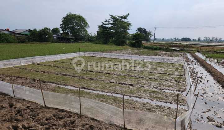 Jual Tanah Daerah Ciasem Baru Subang