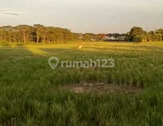 Di Jual Tanah lahan Bagus Cocok Untuk Pembangunan  5