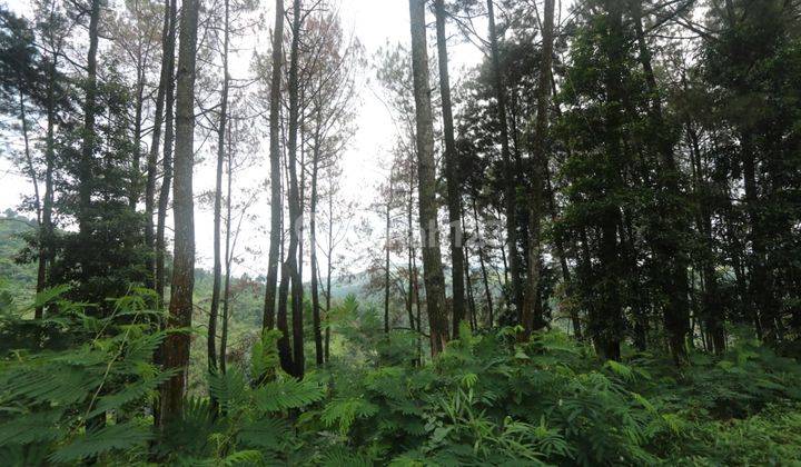 TANAH KAVLING COMMERCIAL DI PUNCAK CIPANAS COCOK UNTUK KEBUN BUAH, AGROBISNIS, RESORT /  Commercial Land in Puncak Cipanas 1