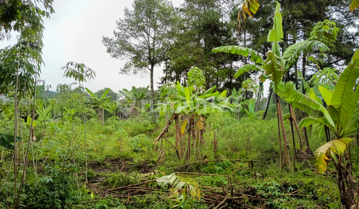 Tanah di Cidadap Bandung Dekat Sersan Bajuri Sukasari, Budi Indah Tanah di Cidadap Bandung Dekat Sersan Bajuri Sukasari, Budi Indah