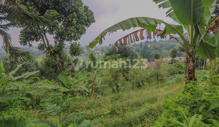 Land 4000 m2 Ciloto, Cipanas, Puncak, Easy Access to Sentul, Bogor Land 4000 m2 Ciloto, Cipanas, Puncak, Easy Access to Sentul, Bogor