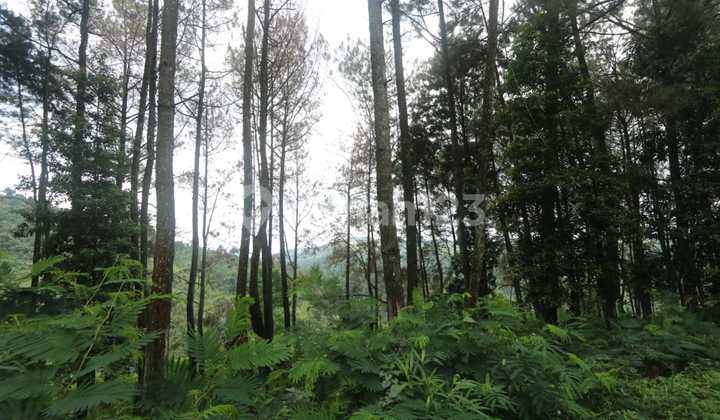 Tanah Kavling 33 Ha Cipanas Puncak, Cocok untuk Agro, Resort