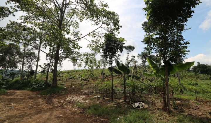 Tanah Kavling 33 Ha Cipanas Puncak, Cocok untuk Agro, Resort