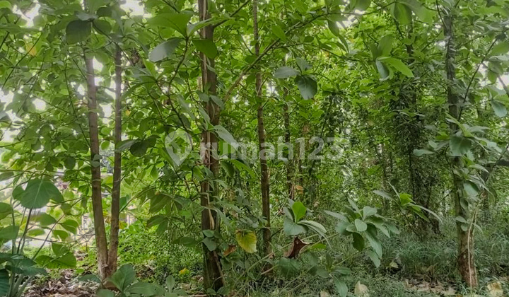 Land in Nanggewer Cibinong Access to Mayor Oking Sentulcity Bogor