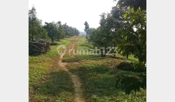 Productive Plantation Land for Sale, 130 Ha in Ciemas Sukabumi - Ready to Harvest & Suitable for Agrotourism Investment! (022)