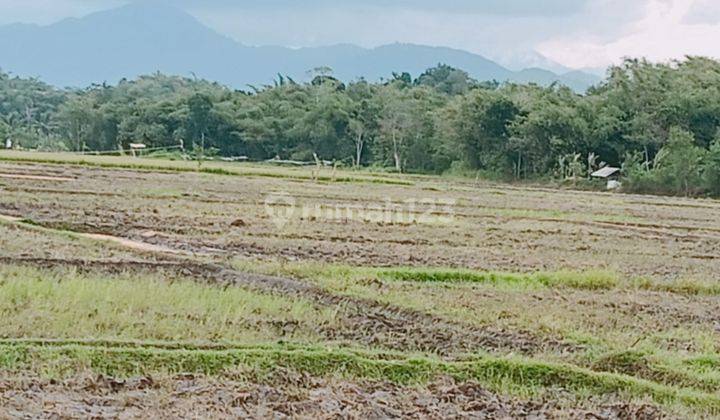 Jual Sawah Produktif Cianjur (Ciranjang) 7666 m² SHM 1