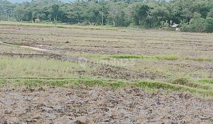 Jual Sawah Produktif Cianjur (Ciranjang) 7666 m² SHM 2