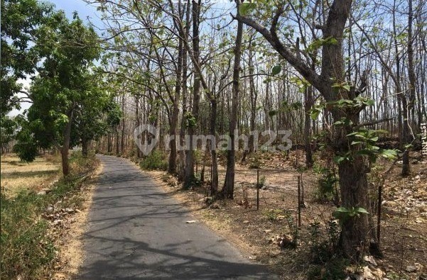 For Quick Sale Teak Forest in Milir Village, Nganjuk