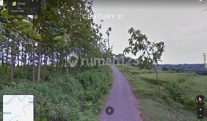 For Quick Sale Teak Forest in Milir Village, Nganjuk