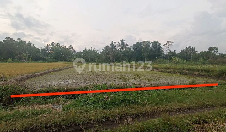 Tanah Sawah Super Murah di Jl Palagan Km 15 Sleman Dekat Purwobinangun Sport Ground