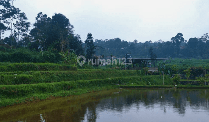 Tanah di Cianjur Desa Sakambang Kec Wanayasa (sawah dan kolam ikan) 2