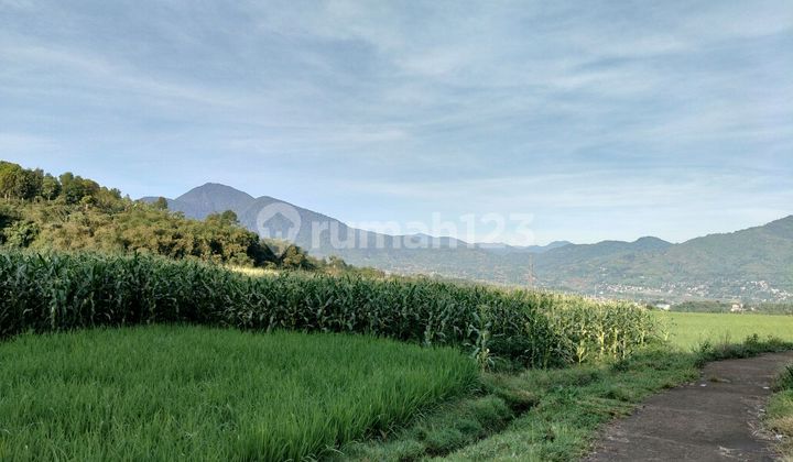 Tanah Sawah Murah Air Subur Masuk Mobil Dekat Wisata Tanah Sawah Murah Air Subur Masuk Mobil Dekat Wisata