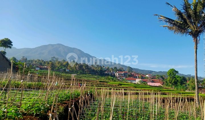 Tanah Murah Shm Di Jalan Raya Wisata Gunung Puntang Tanah Murah Shm Di Jalan Raya Wisata Gunung Puntang