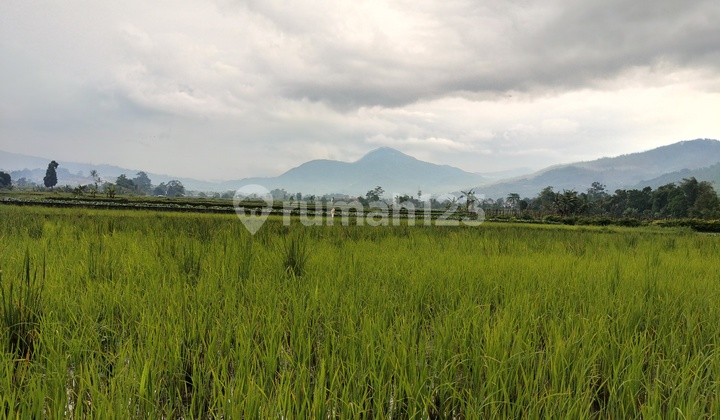 Tanah Sawah Shm Cimaung Air Bagus Masuk Mobil Dekat Jalan Raya Tanah Sawah Shm Cimaung Air Bagus Masuk Mobil Dekat Jalan Raya