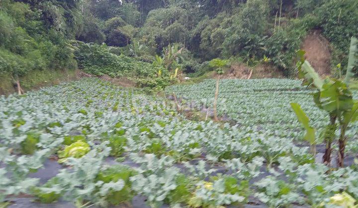 Tanah Kebun Produktif di Lembang Dekat Kantor Desa Wangunharja  2