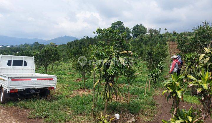 Tanah Kebun Jeruk, Bumiaji, Batu 1