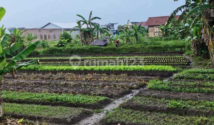 Dijual Tanah di Ji Bunga Sepatu Luas 1000 M2 Tanjung Senang Kota Bandar Lampung