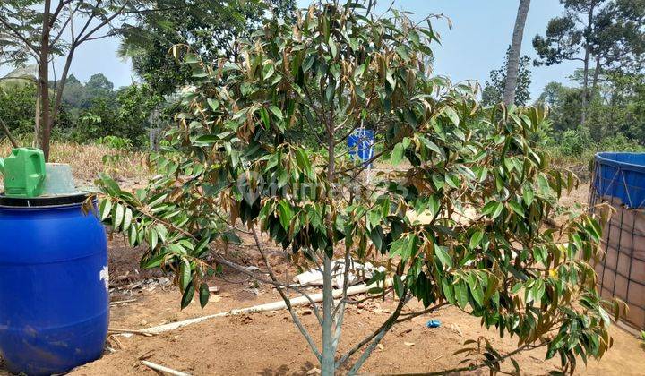 di Di Kampung Bedeng Desa Bantar Waru Kec Cinangka Kab Serang  1