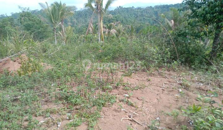 Dijual Murah Tanah, Dikampung Bedeng, Cinangka, Kab Serang 1