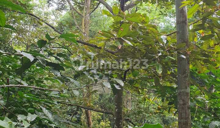 Dijual Tanah Kebun SHM Mrunten Kalisidi Ungarn Barat Ada Tanaman Durian Kopi :Engkeh 2
