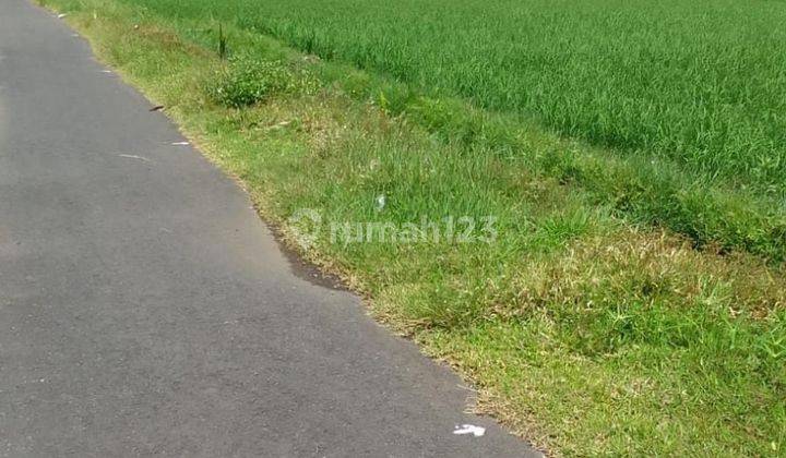 Land DL View Sawah Pakutatan Negara Jembrana Bali 1