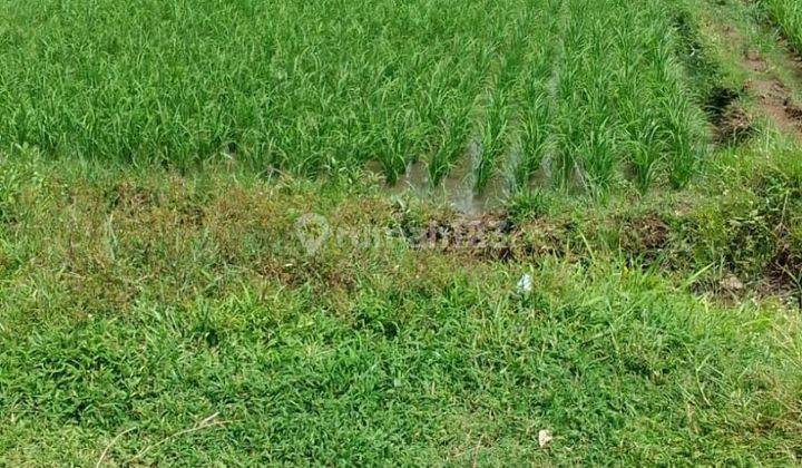 Tanah DL View Sawah Pakutatan Negara Jembrana Bali 3