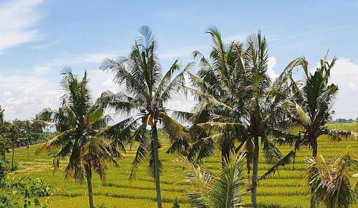 Tanah Langka Pantai Pererenan Mengwi Canggu Badung Bali 1