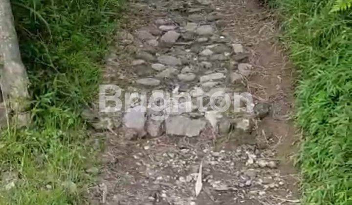TANAH DISEWAKAN UNTUK PERTANIAN KOPENG 2