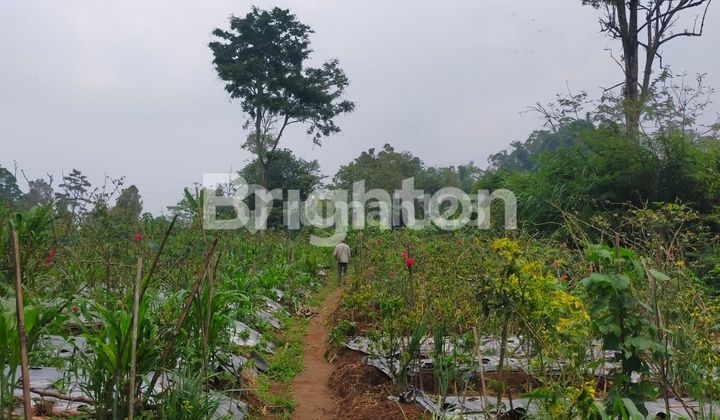 TANAH SIAP BANGUN DUSUN BOJONG PAKIS MAGELANG 1