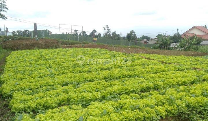 Dijual Cepat Lahan Kebun Sayuran Di Area Wisata Jl. Curug Panganten Ciuyah Cimahi 2083 2