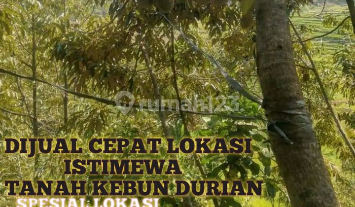 Cheap Fast Sale, Productive Durian Orchard Harvest in Limbangan Kendal Cheap Fast Sale, Productive Durian Orchard Harvest in Limbangan Kendal