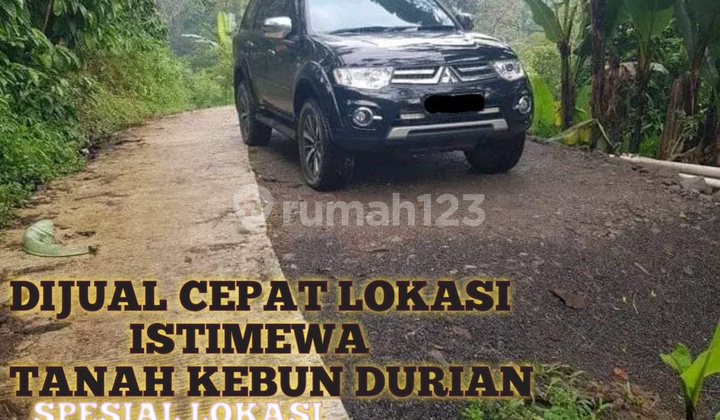 Cheap Fast Sale, Productive Durian Orchard Harvest in Limbangan Kendal Cheap Fast Sale, Productive Durian Orchard Harvest in Limbangan Kendal