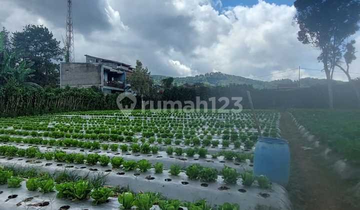 Dijual Tanah di Sukarasa, Cibodas, Lembang (sayap jl Maribaya) Dijual Tanah di Sukarasa, Cibodas, Lembang (sayap jl Maribaya)