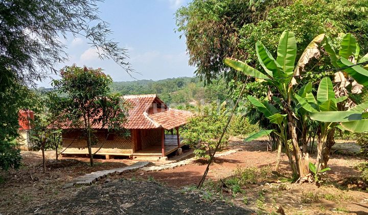 Kebun Durian Terawat