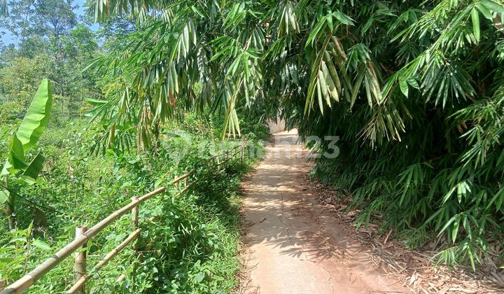 Strategic Durian Farm