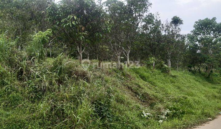 Kebun  Mangga Dan Rambutan 2