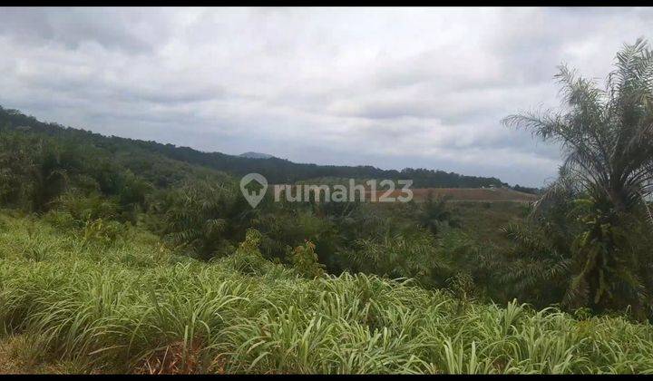 Tanah/kebun strategis 1