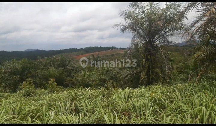 Tanah/kebun strategis 3