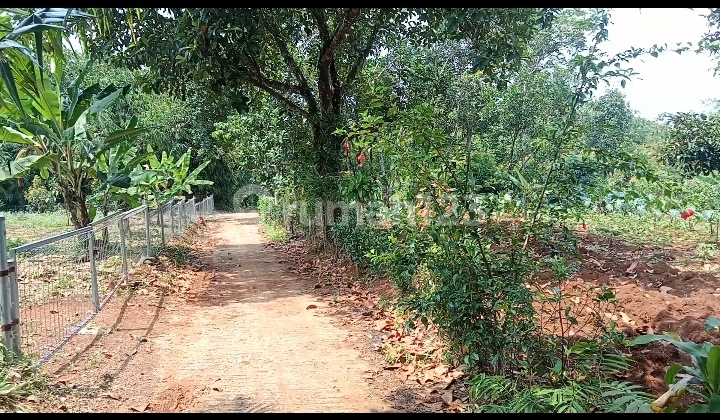Kebun Terawat 