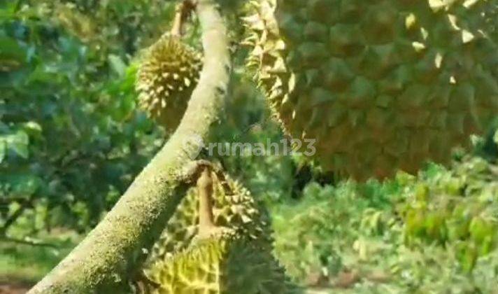 Kubun Durian Muasng King Sudah Produksi 1