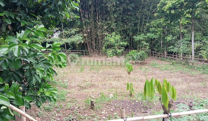 Kebun Terawat