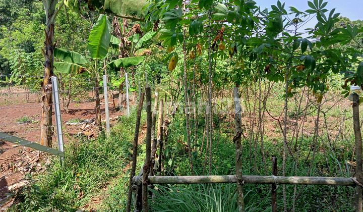 Fertile Land for Gardening / Investment