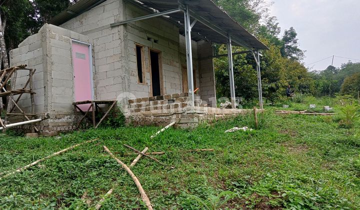 Durian Orchard For Sale Cheap/ Quick Sale