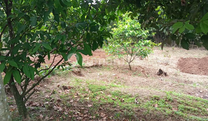 Kebun Terawat