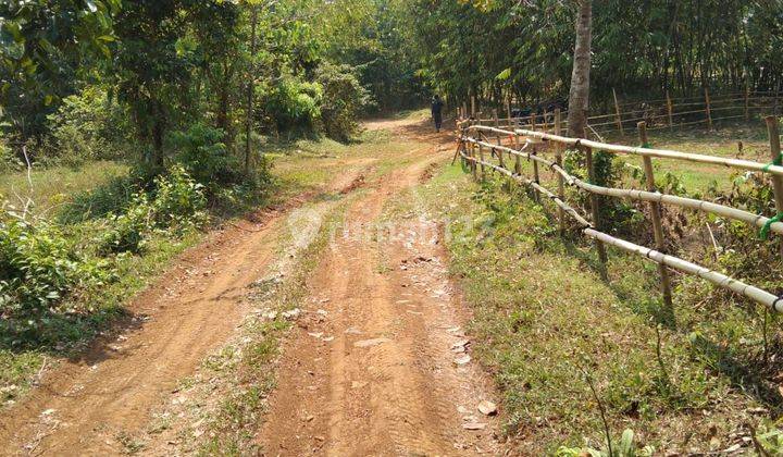 tanah untuk berkebun dan inves 1